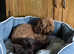 Toy poodle male