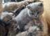 CuTe British Shorthair Kittens Available
