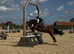 16.1 Irish cob mare hunter/ alrounder