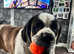 KC Registered Saint Bernard