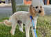 Apricot kc reg miniature poodle for stud
