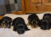 Yorkshire terrier biewer puppies for sale