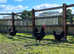 Jersey Giant Cockerel