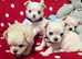 4 Handsome (KC) Chihuahua boys (5 weeks old)