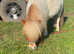 Gorgeous Red and White Mini Shetland Gelding For Sale