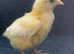 Week old La Bresse Gauloise chicks available