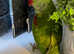 Stunning young alexandrine parrot
