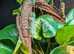 Chameleon