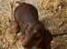 Beautiful Chocolate/tan dog pup.