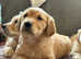 Fox red Health tested KC registered Golden Retriever Puppies