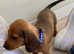 KC Reg PRA clear Mini Dachshund Pups -READY NOW