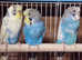 Young budgies
