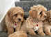 Toy Maltipoo puppies