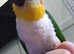 Tame pair of black headed caiques