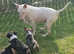 English bull terrier x exotic bully pups