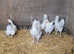 5 LARGE LIGHT SUSSEX HENS 18 WEEKS