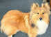 Health tested sable boy available for stud