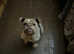 English bulldog