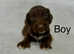 4 lovely Cockapoo puppies