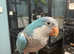 Beautiful Baby blue Quaker Talking parrot