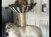 Beautiful ragdoll/Siamese for rehoming
