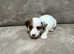 Sealyham terrier x jack Russell