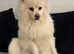 Japanese spitz