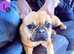 Beautiful Female Frug