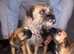 Border terrier puppies