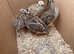 Point of lay quail for sale