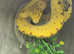 Biak Green Tree Oython at Birmingham Reptiles