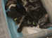 3 kittens available