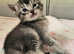 Abyssinian x Bengal Kittens for Sale