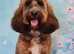 Beautiful Bordoodle X F1 Cockapoo puppies