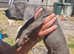 READY NOW 10 gorgeous Neapolitan x puppies