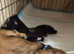 KC registered 9 month longhaired mini dachshund