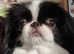 Male Japanese Chin available for mating