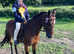Registered British riding pony