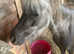 Silver dapple American miniature mare