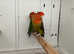 Breeding pair lovebirds Glasgow