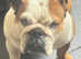 British bull dog bitch 5 years