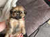 Gorgeous Zuchon/Shihchon pups