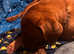 chunky female puppy  Dogue  de Bordeaux
