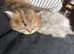 Pedigree persian kittens