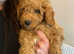 Gorgeous Cavapoo puppies