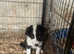 Aust Shep x Collie