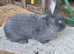 Rusian Blue Giant