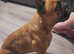 Male French bulldog kc registered