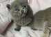 Beautiful Bsh Kittens (READY 8TH JUNE)