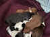 Pure Shih tzus puppies